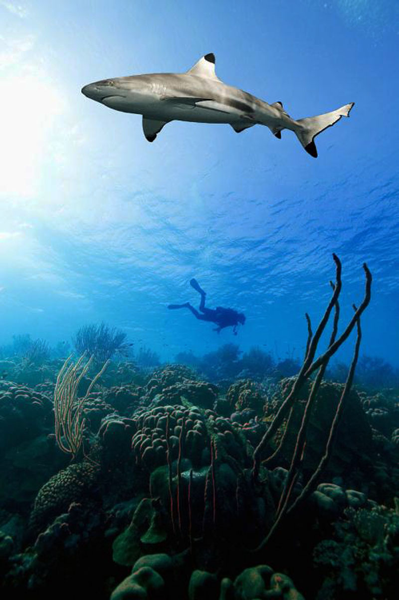 鯊魚為什么不吃潛水員？