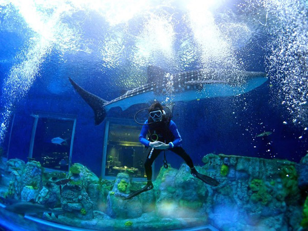 潛在水里，學(xué)做一條靜靜的魚